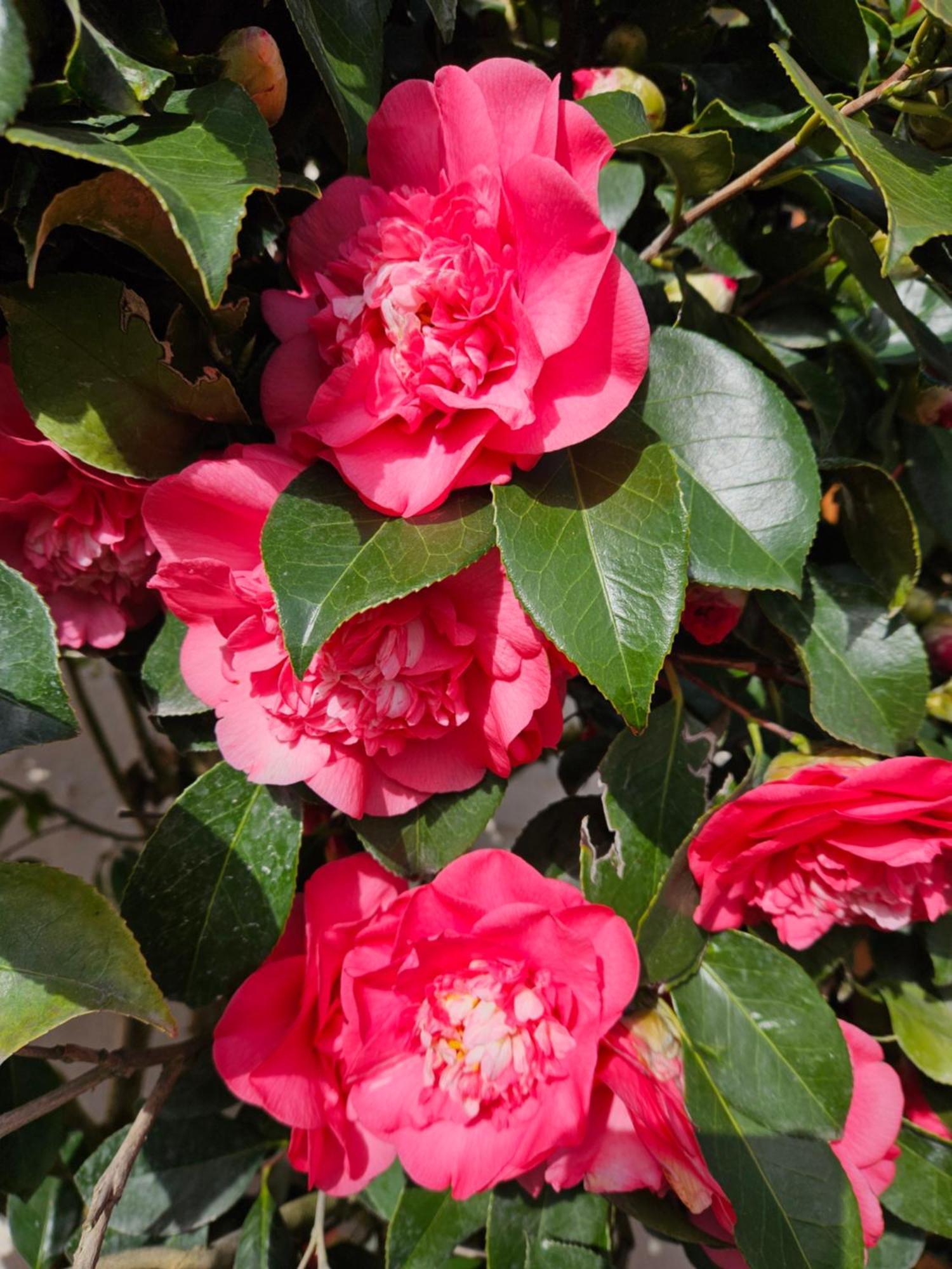 فيلا Les Camelias سيل-سور-شير المظهر الخارجي الصورة